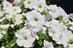 Easy Wave White Petunia (Petunia 'Easy Wave White') at Wolf's Blooms & Berries