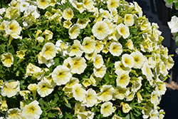Easy Wave Yellow Petunia (Petunia 'Easy Wave Yellow') at Wolf's Blooms & Berries