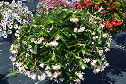 Dragon Wing White Begonia (Begonia 'Dragon Wing White') at Wolf's Blooms & Berries