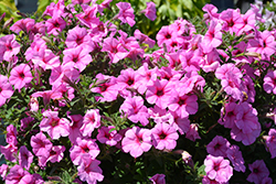 Durabloom Royal Pink Petunia (Petunia 'Durabloom Royal Pink') at Wolf's Blooms & Berries