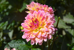 Dahlinova Hypnotica Rose Bicolor Dahlia (Dahlia 'Hypnotica Rose Bicolor') at Wolf's Blooms & Berries