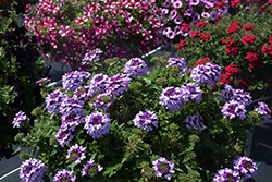 Lascar Blue+White Verbena (Verbena 'KLEVP21043') at Wolf's Blooms & Berries