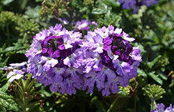 Lascar Blue+White Verbena (Verbena 'KLEVP21043') at Wolf's Blooms & Berries