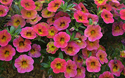 Chameleon Tart Deco Calibrachoa (Calibrachoa 'Chameleon Tart Deco') at Wolf's Blooms & Berries