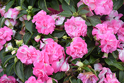 Rockapulco Rose Impatiens (Impatiens 'BALOLESTOP') at Wolf's Blooms & Berries