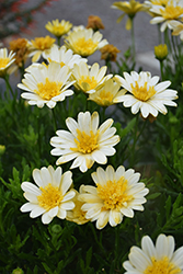 Bright Lights Double Moonglow African Daisy (Osteospermum 'Bright Lights Double Moonglow') at Wolf's Blooms & Berries