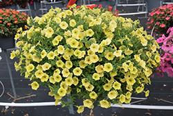 Supertunia Mini Vista Yellow Petunia (Petunia 'Supertunia Mini Vista Yellow') at Wolf's Blooms & Berries