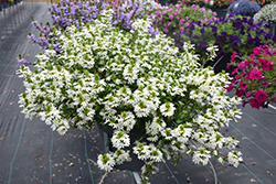 Whirlwind White Fan Flower (Scaevola aemula 'Whirlwind White') at Wolf's Blooms & Berries