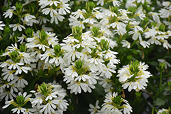 Whirlwind White Fan Flower (Scaevola aemula 'Whirlwind White') at Wolf's Blooms & Berries