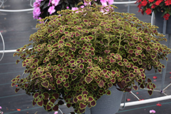 Burgundy Wedding Train Coleus (Solenostemon scutellarioides 'Burgundy Wedding Train') at Wolf's Blooms & Berries