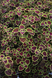 Burgundy Wedding Train Coleus (Solenostemon scutellarioides 'Burgundy Wedding Train') at Wolf's Blooms & Berries