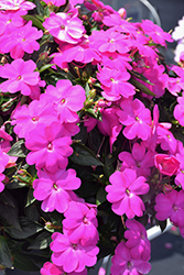 SunPatiens Compact Lilac New Guinea Impatiens (Impatiens 'SakimP063') at Wolf's Blooms & Berries