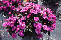 SunPatiens Compact Purple Candy Impatiens (Impatiens 'SAKIMP071') at Wolf's Blooms & Berries