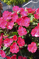 SunPatiens Compact Rose Glow New Guinea Impatiens (Impatiens 'SAKIMP061') at Wolf's Blooms & Berries