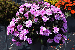 SunPatiens Vigorous Lavender Splash New Guinea Impatiens (Impatiens 'SAKIMP058') at Wolf's Blooms & Berries