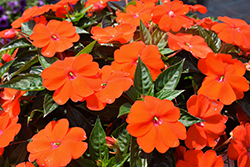 SunPatiens Vigorous Orange New Guinea Impatiens (Impatiens 'SAKIMP056') at Wolf's Blooms & Berries