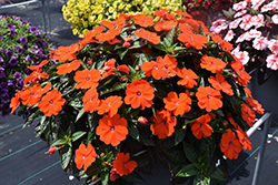 SunPatiens Vigorous Orange New Guinea Impatiens (Impatiens 'SAKIMP056') at Wolf's Blooms & Berries