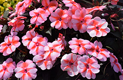 SunPatiens Vigorous Peach Candy Impatiens (Impatiens 'SAKIMP067') at Wolf's Blooms & Berries