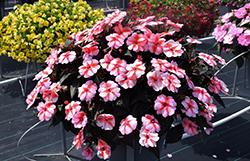 SunPatiens Vigorous Peach Candy Impatiens (Impatiens 'SAKIMP067') at Wolf's Blooms & Berries