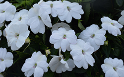 SunPatiens Vigorous White New Guinea Impatiens (Impatiens 'SAKIMP065') at Wolf's Blooms & Berries