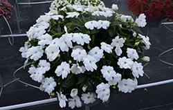 SunPatiens Vigorous White New Guinea Impatiens (Impatiens 'SAKIMP065') at Wolf's Blooms & Berries