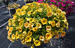 SuperCal Premium Yellow Sun Petchoa (Petchoa 'SAKPXC029') at Wolf's Blooms & Berries