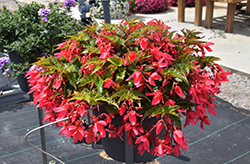 Beauvilia Hot Pink Begonia (Begonia boliviensis 'Beauvilia Hot Pink') at Wolf's Blooms & Berries
