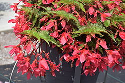 Beauvilia Hot Pink Begonia (Begonia boliviensis 'Beauvilia Hot Pink') at Wolf's Blooms & Berries