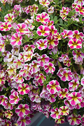 Candy Shop Fancy Berry Calibrachoa (Calibrachoa 'Candy Shop Fancy Berry') at Wolf's Blooms & Berries