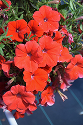 Hells Heat Petunia (Petunia 'Hells Heat') at Wolf's Blooms & Berries