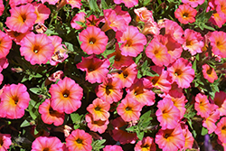 Crazytunia Mayan Sunset Petunia (Petunia 'Crazytunia Mayan Sunset') at Wolf's Blooms & Berries