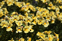 Nesia Inca Nemesia (Nemesia 'Nesia Inca') at Wolf's Blooms & Berries