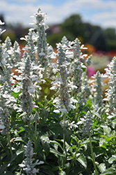 Sallyfun Pure White Salvia (Salvia farinacea 'Sallyfun Pure White') at Wolf's Blooms & Berries