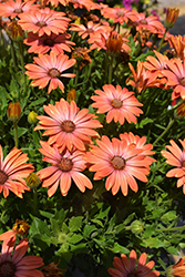 Serenity Coral Magic African Daisy (Osteospermum 'Balsercoric') at Wolf's Blooms & Berries