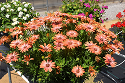 Serenity Coral Magic African Daisy (Osteospermum 'Balsercoric') at Wolf's Blooms & Berries