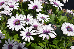 Serenity Lavender Frost African Daisy (Osteospermum 'Balserlavosim') at Wolf's Blooms & Berries