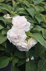 Glimmer White Double Impatiens (Impatiens 'Balglimite') at Wolf's Blooms & Berries