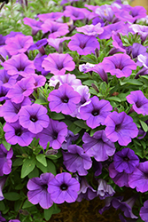 Supertunia Mini Vista Indigo Petunia (Petunia 'BBTUN93201') at Wolf's Blooms & Berries