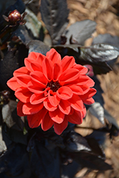 Temptation Orange Dahlia (Dahlia 'Temptation Orange') at Wolf's Blooms & Berries