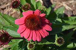 SunMagic Vintage Red Coneflower (Echinacea 'SunMagic Vintage Red') at Wolf's Blooms & Berries
