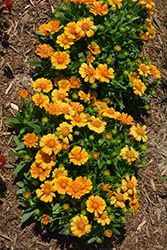 SpinTop Mango Blanket Flower (Gaillardia aristata 'SpinTop Mango') at Wolf's Blooms & Berries