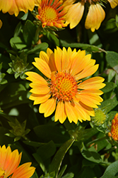 SpinTop Mango Blanket Flower (Gaillardia aristata 'SpinTop Mango') at Wolf's Blooms & Berries