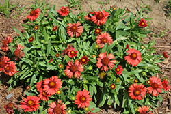 SpinTop Red Blanket Flower (Gaillardia aristata 'SpinTop Red') at Wolf's Blooms & Berries