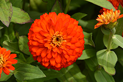 Zydeco Fire Zinnia (Zinnia 'Zydeco Fire') at Wolf's Blooms & Berries