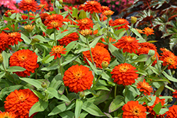 Zydeco Fire Zinnia (Zinnia 'Zydeco Fire') at Wolf's Blooms & Berries