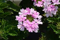 Superbena Pink Cashmere Verbena (Verbena 'WNVERSVPC24') at Wolf's Blooms & Berries