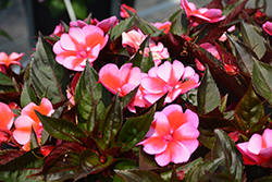 SunPatiens Compact Red Candy Impatiens (Impatiens 'SAKIMP070') at Wolf's Blooms & Berries