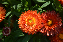 Cottage Bronze Strawflower (Bracteantha 'Wesbracobron') at Wolf's Blooms & Berries