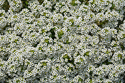 Stream Compact White Sweet Alyssum (Lobularia 'Stream Compact White') at Wolf's Blooms & Berries