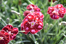 Mountain Frost Ruby Glitter Pinks (Dianthus 'KonD1400K6') at Wolf's Blooms & Berries